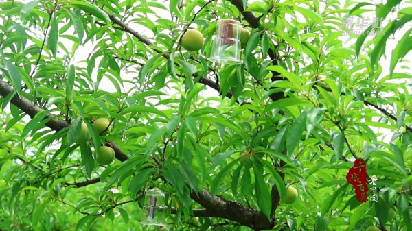 大鑫优配资讯 千城百县看中国｜湖南冷水滩：蜂糖李“甜蜜”上市