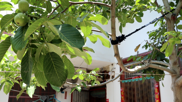 天成创亿 7月20号入伏，提醒：1不洗，2不喝，3不吹，吃3样，平安过三伏