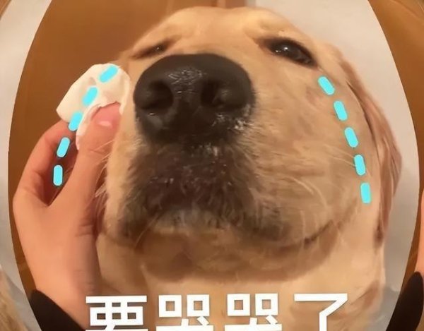 启恒配资 劝告：这些事情，对狗狗来说如同“上刑”，很多人却还在做！